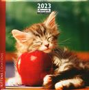 Chatons 2023 - Calendrier