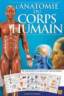 L'anatomie du corps humain - 3e édition